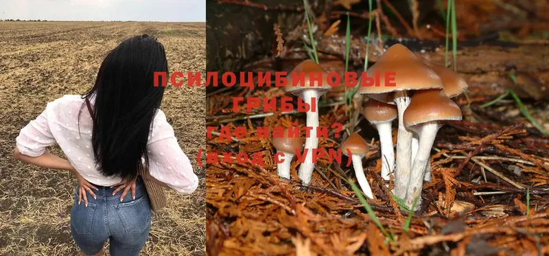 Галлюциногенные грибы MAGIC MUSHROOMS  купить наркотик  Новомичуринск 